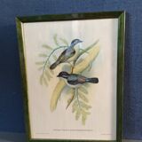 Botanical bird engraving