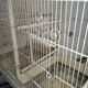 Double cage with birds in wooden metal white rectangular bell tower 1910