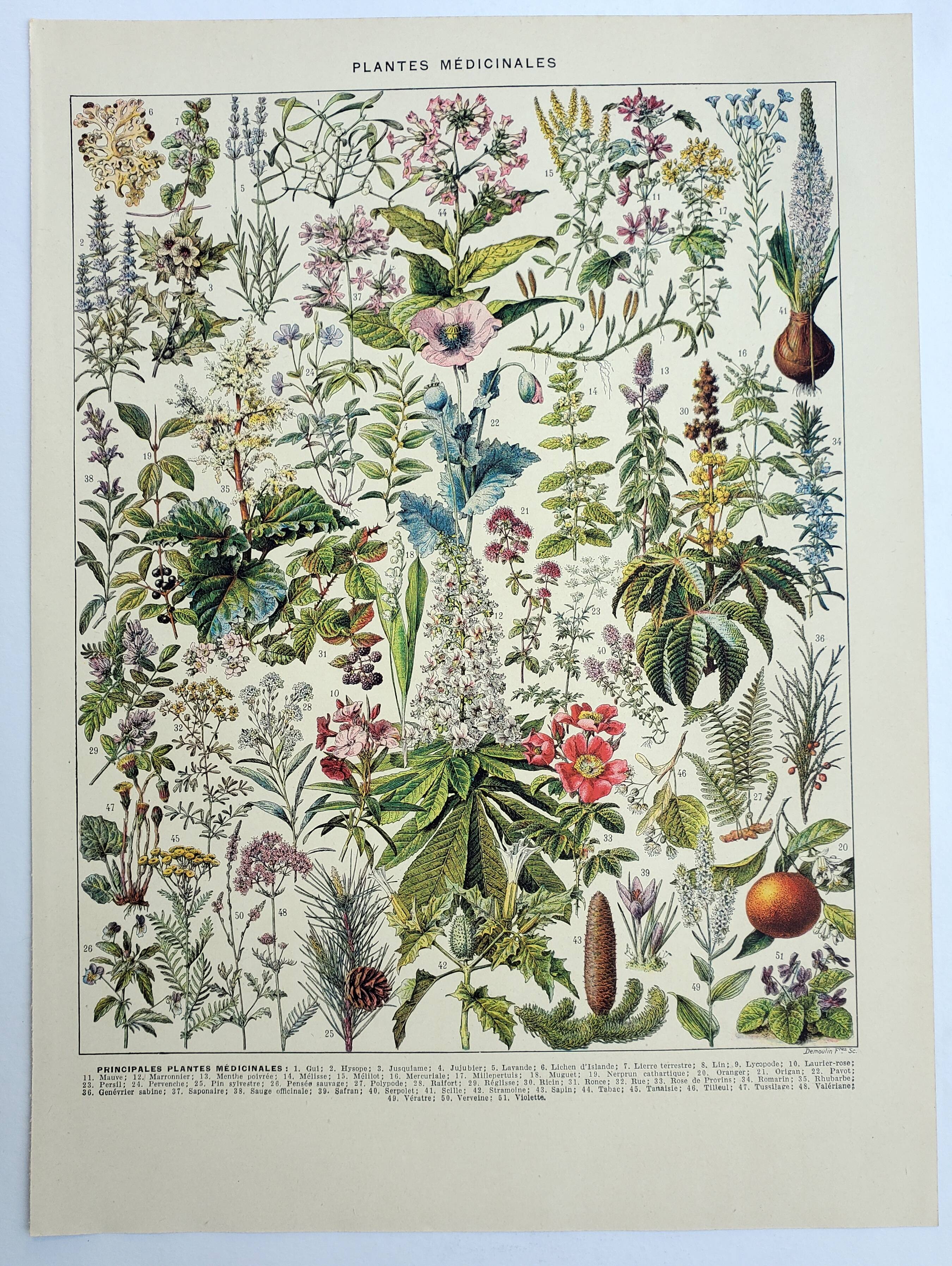 Old engraving 1928, Medicinal plants 2, herbalism • Lithograph, Original plate
