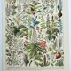 Old engraving 1928, Medicinal plants 2, herbalism • Lithograph, Original plate