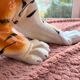 Tiger, Italian sculpture in glazed ceramic.