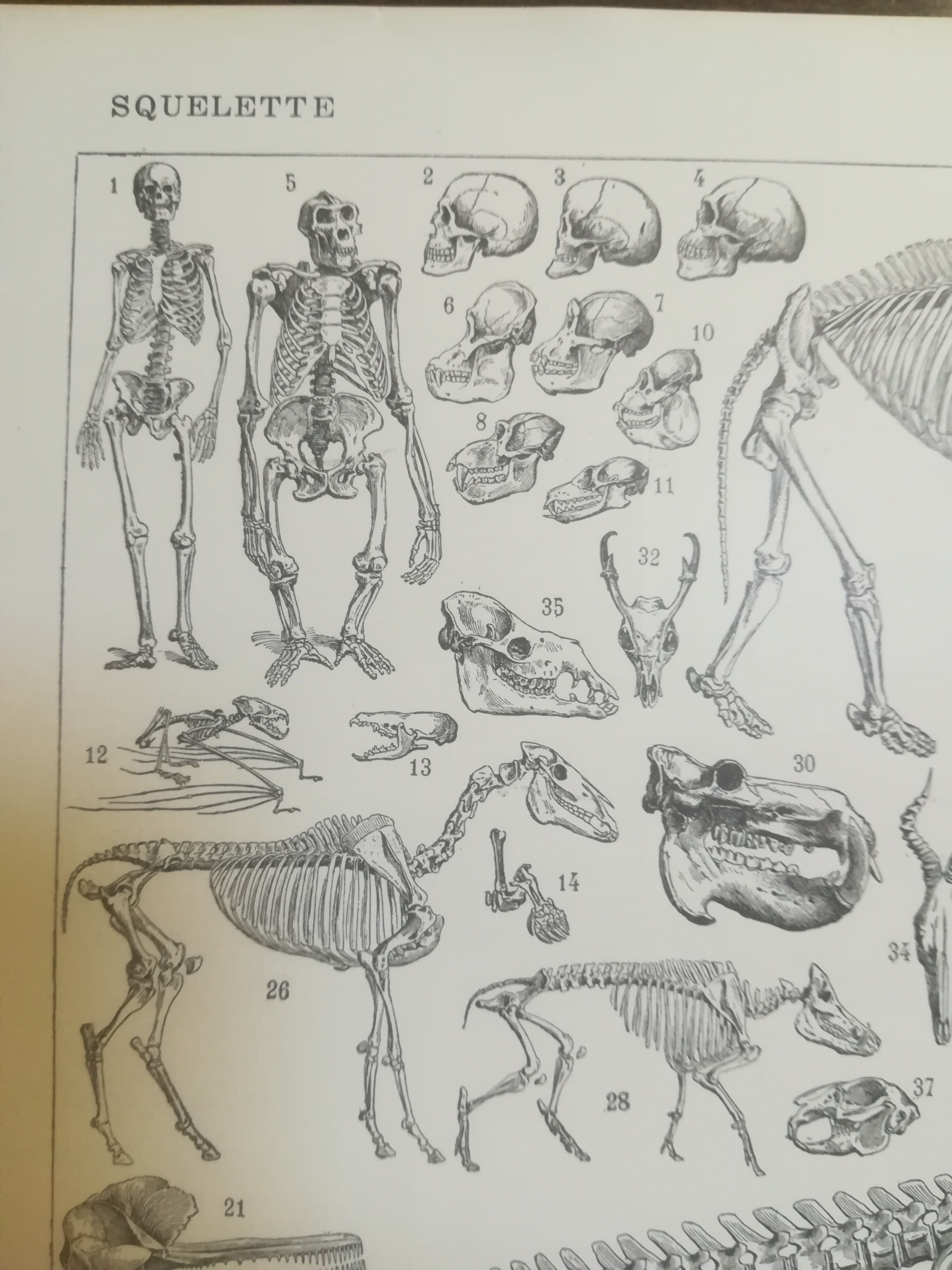 Lithographie sur les squelettes de 1928