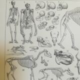 Lithographie sur les squelettes de 1928