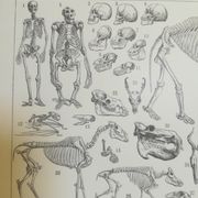 Lithographie sur les squelettes de 1928