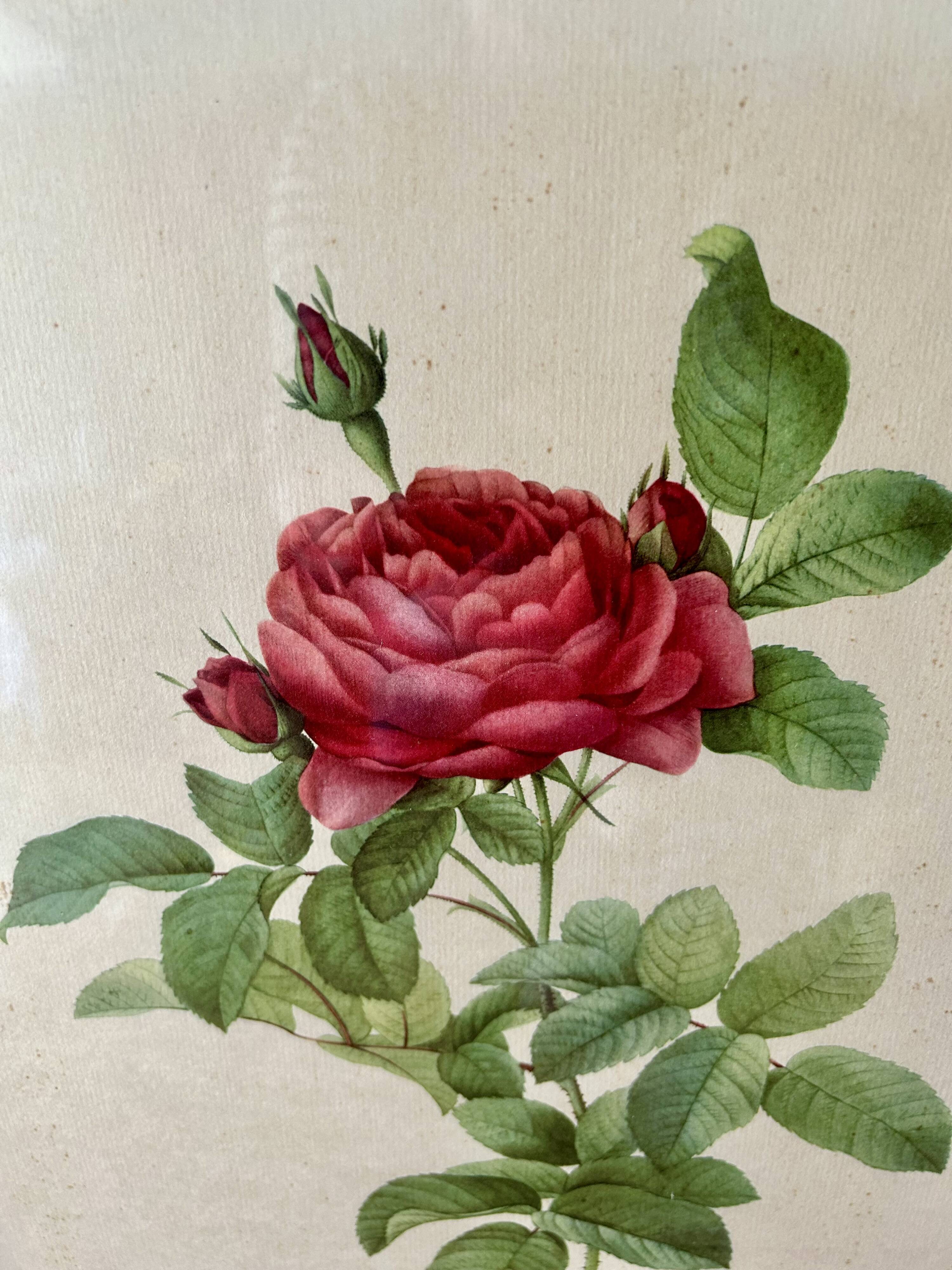 Set of 3 old botanical engravings – after Redouté – Roses, reissue