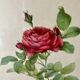 Set of 3 old botanical engravings – after Redouté – Roses, reissue