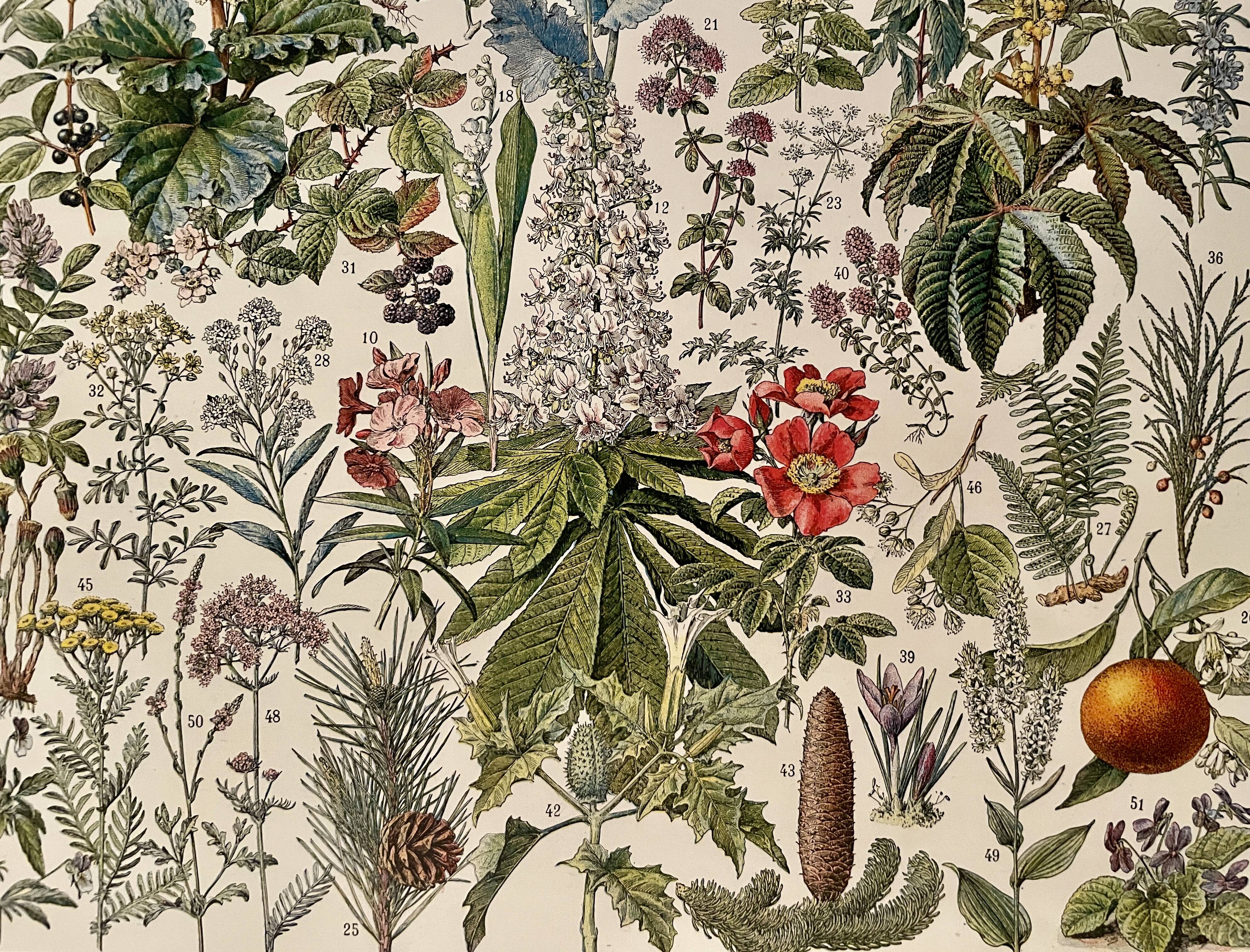 Lithograph on medicinal plants (mistletoe) - 1930
