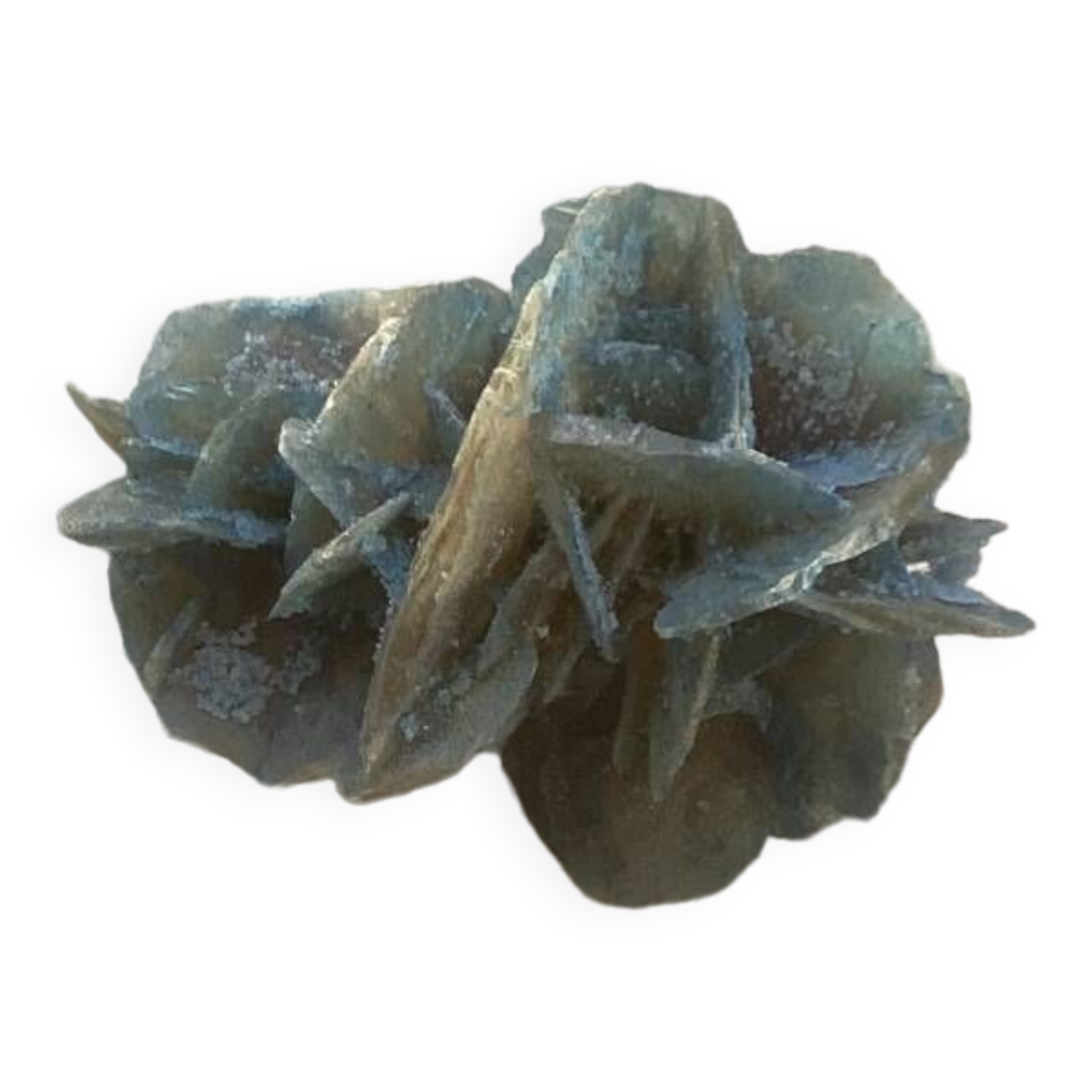 Small blue tinted sand rose