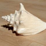 Conch Seashell - Lobatus gigas - 21 cm