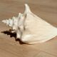 Conch Seashell - Lobatus gigas - 21 cm