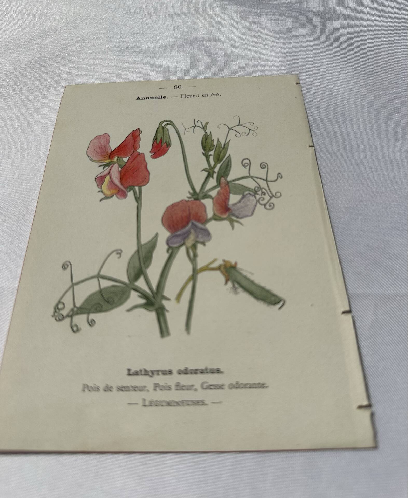 🌿 Botanical Plate Old Naturalist Engraving 19th Century Double-Sided