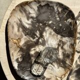 Very large pocket or dish in petrified wood