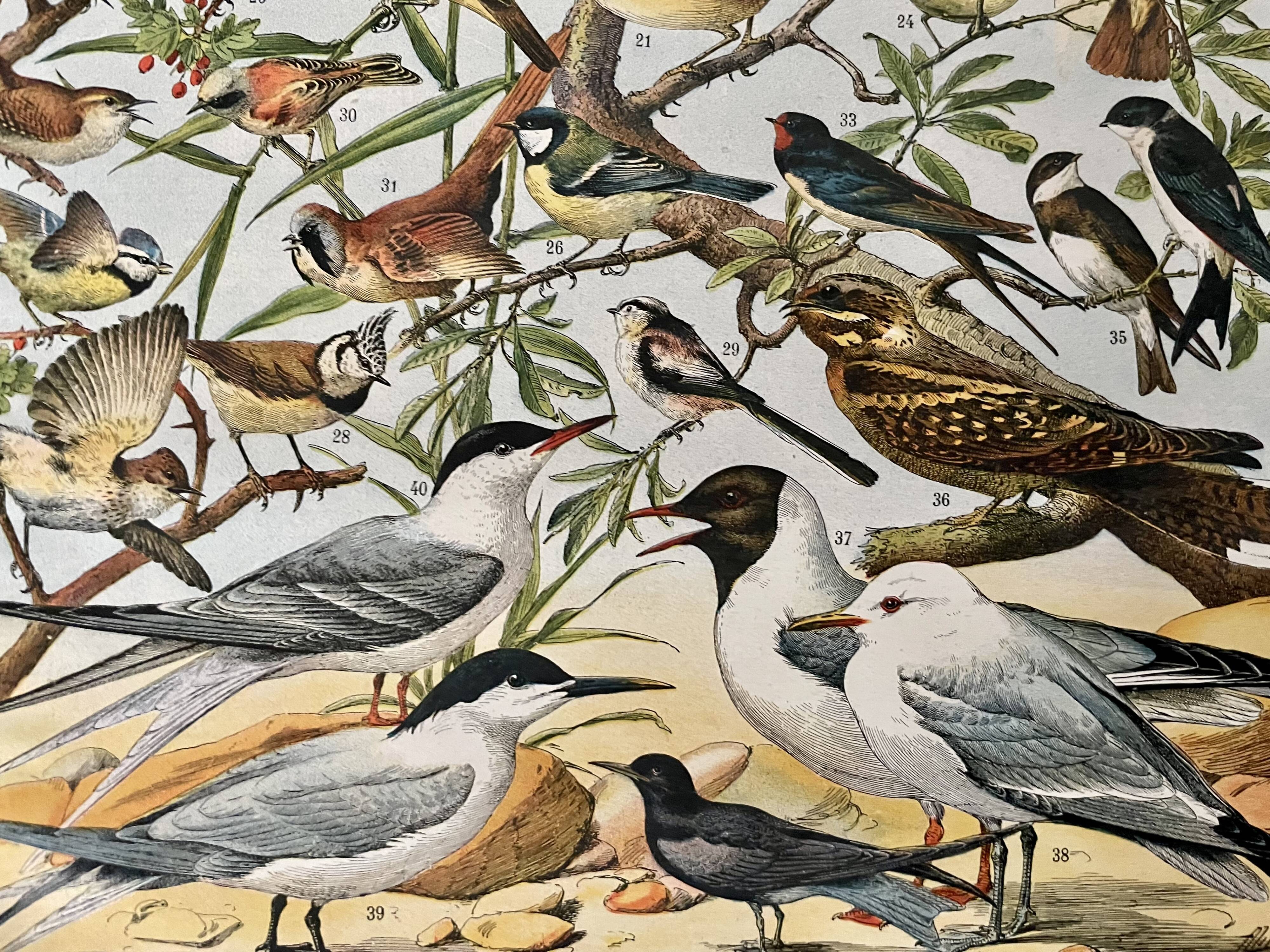 Lithograph on useful birds from 1911 (pipit)