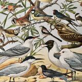 Lithograph on useful birds from 1911 (pipit)