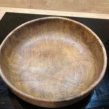 Round dish in olive tree
