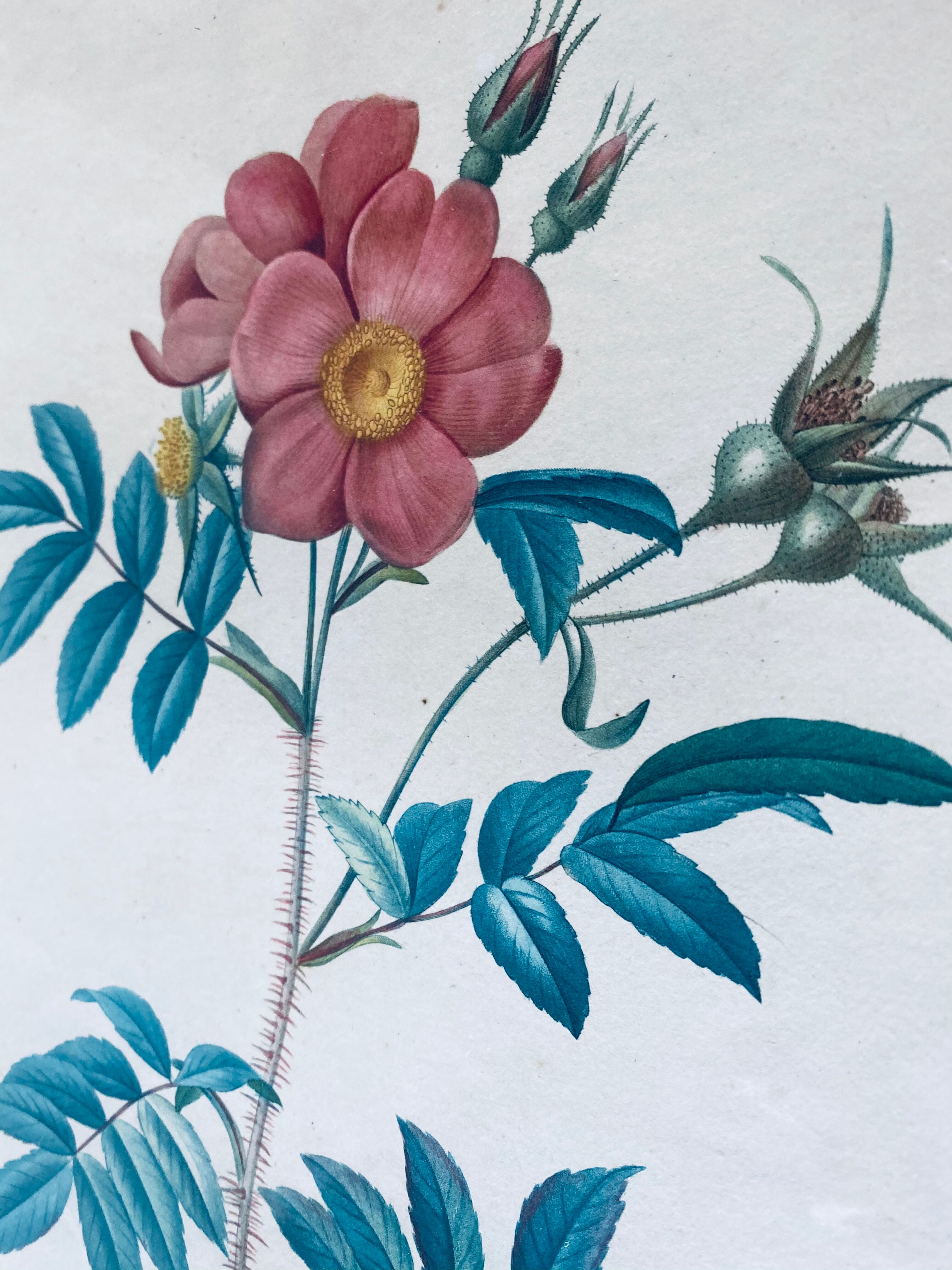 Botanical engraving framed