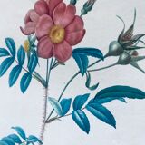 Botanical engraving framed