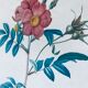 Botanical engraving framed