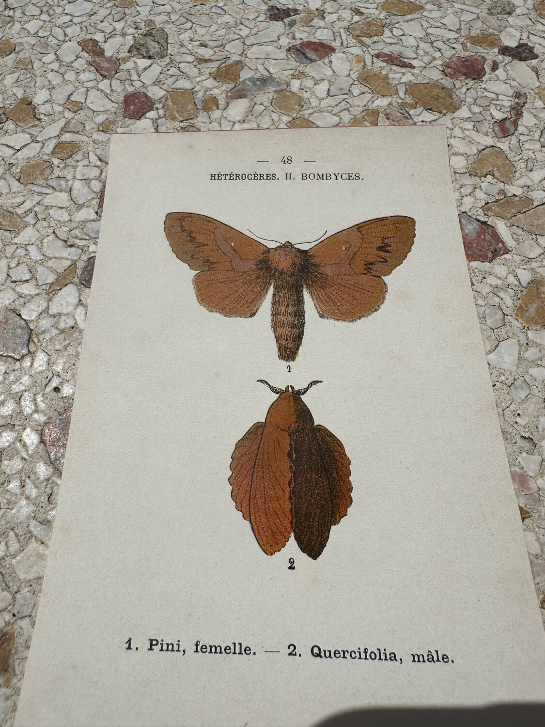 Botanical plate engraving naturalizes old old butterfly 1903