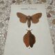Botanical plate engraving naturalizes old old butterfly 1903