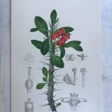 Trio of 19th-century botanical engravings