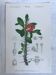 Trio of 19th-century botanical engravings