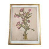 Botanical poster cade gilded wood
