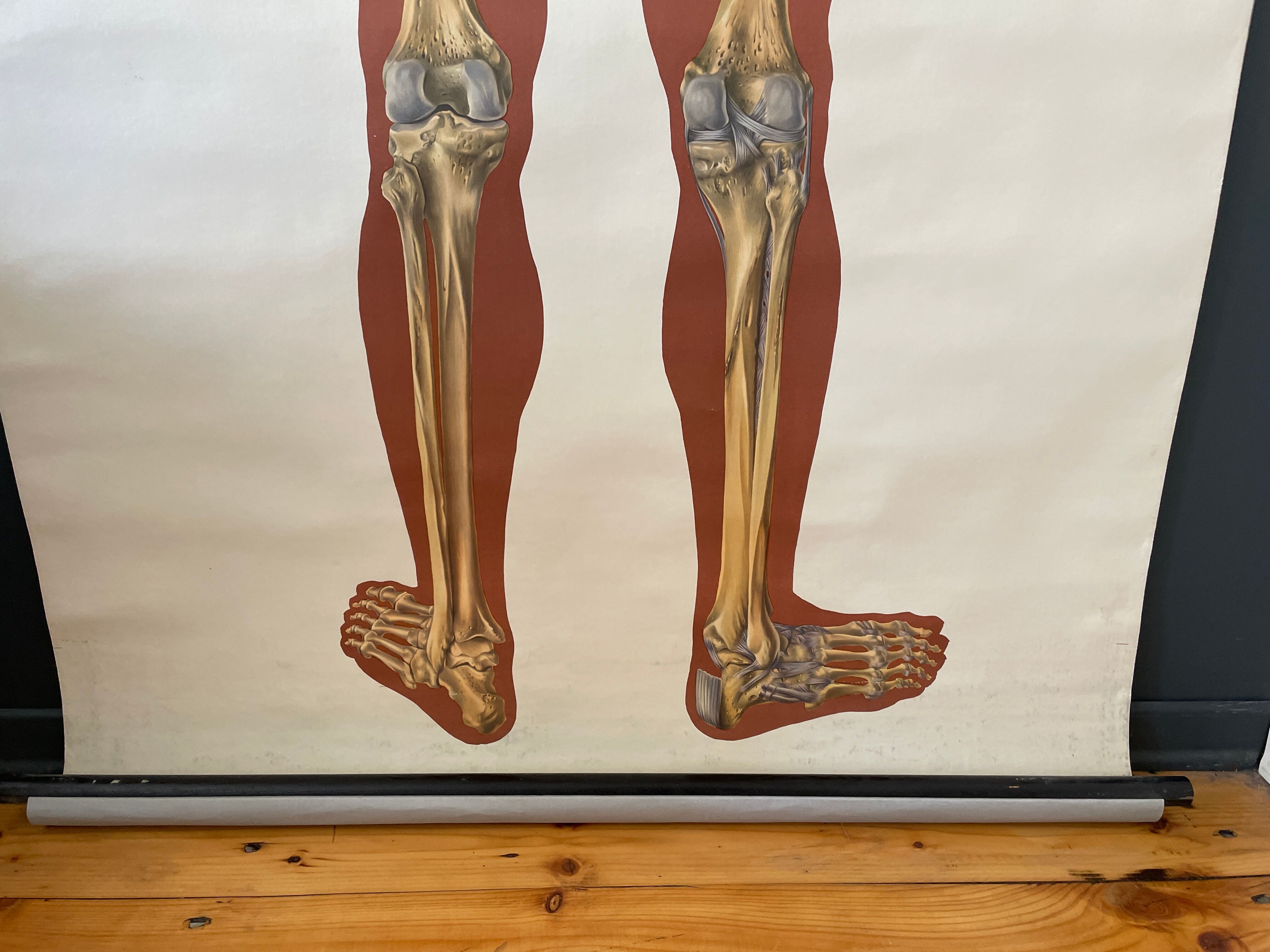 Deutsches Hygiene Museum SKELETON Vintage Medical Poster Wall Board 1960's