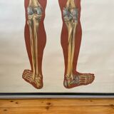 Deutsches Hygiene Museum SKELETON Vintage Medical Poster Wall Board 1960's