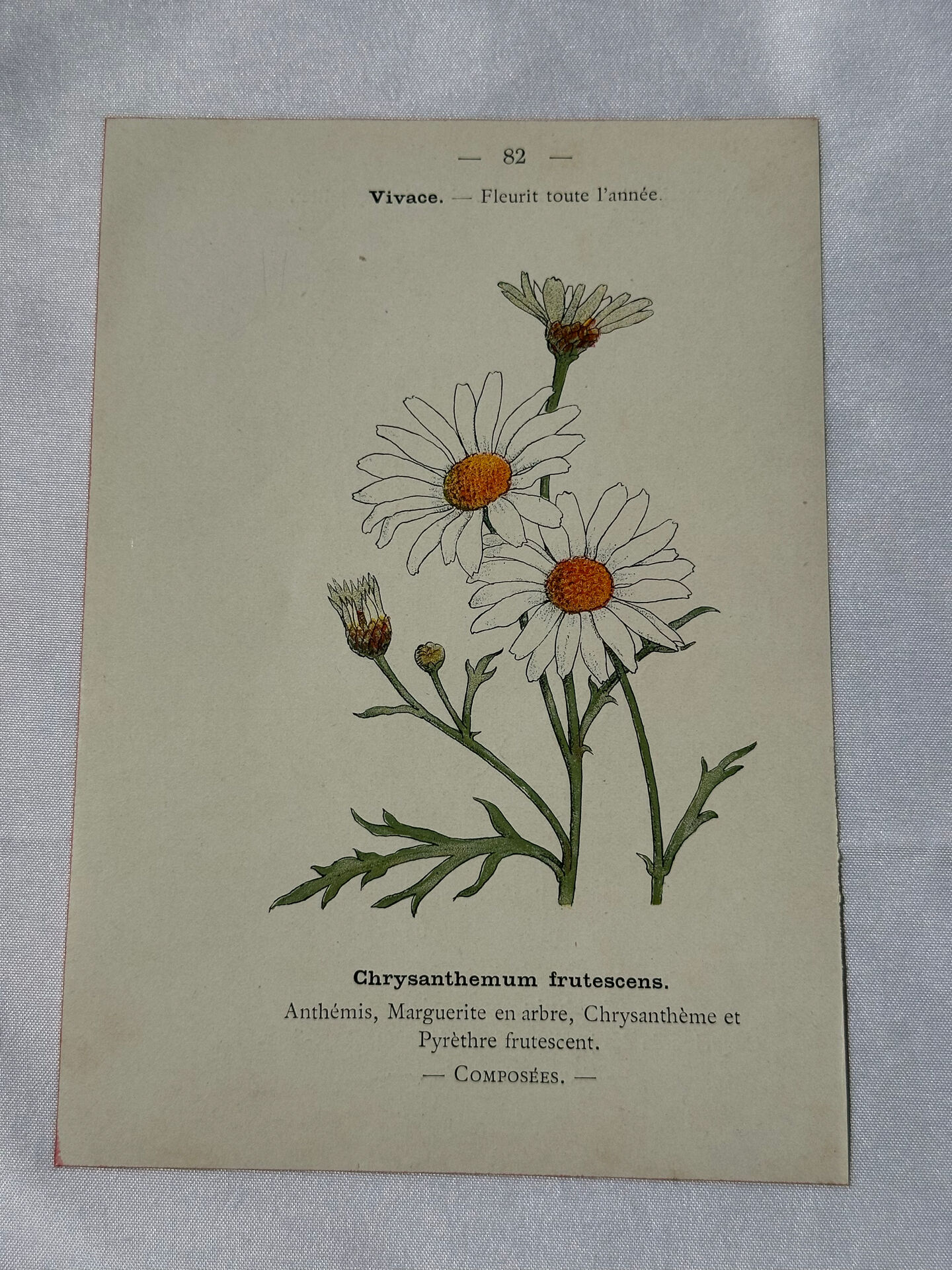 🌿 Botanical Plate Old Naturalist Engraving 19th Century Double-Sided