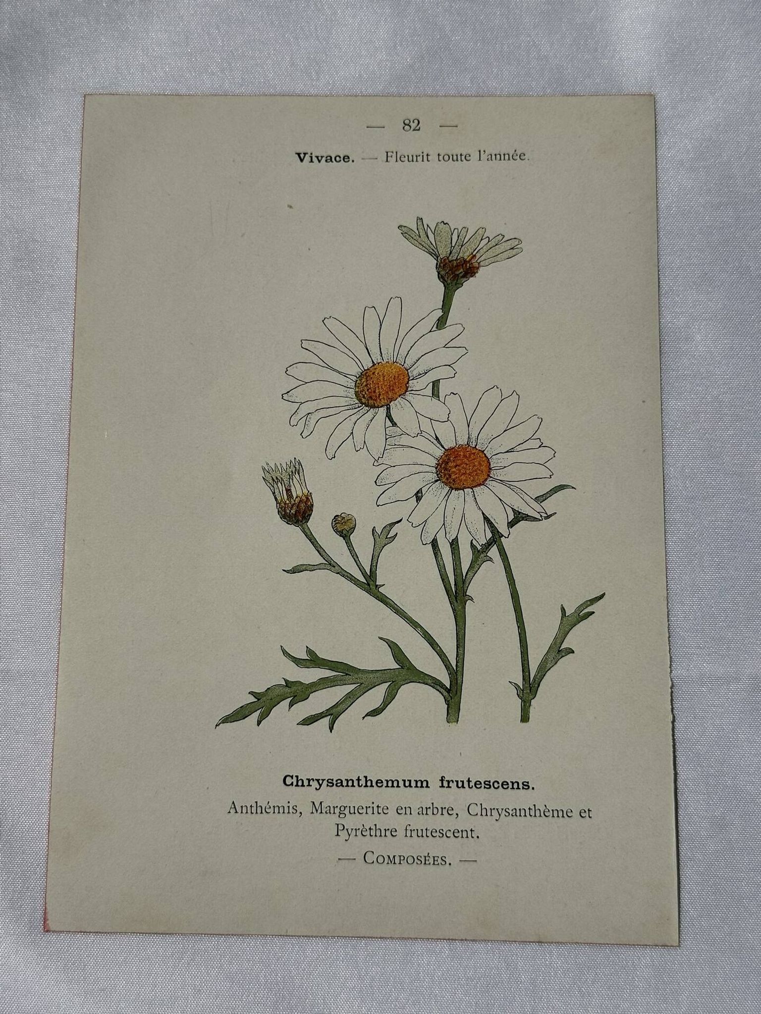 Planche Botanique Gravure naturaliste ancienne 19eme recto verso
