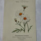 🌿 Botanical Plate Old Naturalist Engraving 19th Century Double-Sided