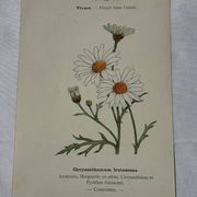 Planche Botanique Gravure naturaliste ancienne 19eme recto verso