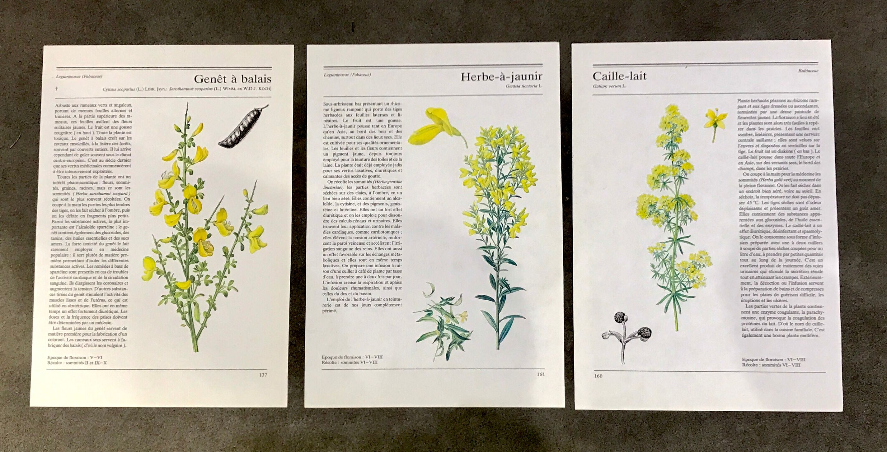 Botanical illustrations 80s Broom