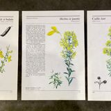 Botanical illustrations 80s Broom