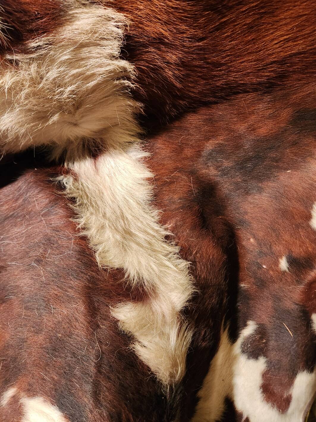 Very large and very beautiful genuine cowhide