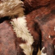 Very large and very beautiful genuine cowhide