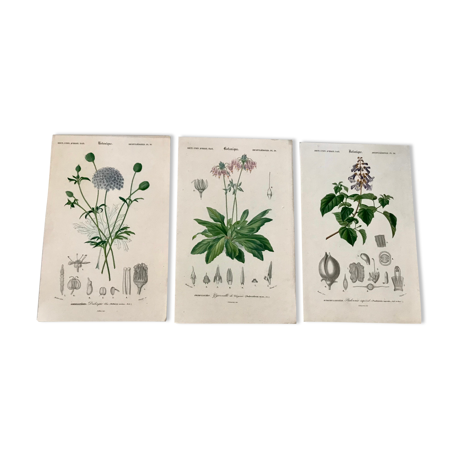 Trio of botanical engravings 19th century