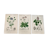 Trio of botanical engravings 19th century