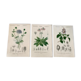 Trio of botanical engravings 19th century