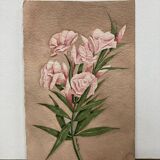 Signed watercolor with oleander flowers
