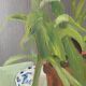 Still life painting vintage flower pot 70s