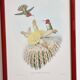Lot de 7 chromolithographies oiseaux années 50
