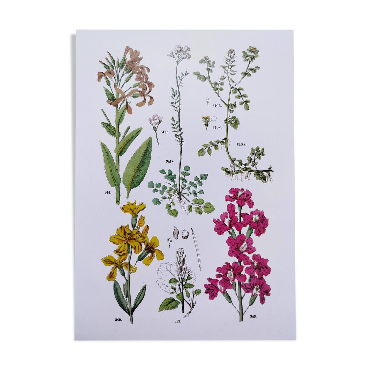 Plant poster based on an 1881 engraving "wallflower"
