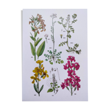 Affiche sur les plantes d'après une gravure de 1881 "giroflée"