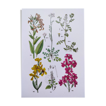 Plant poster based on an 1881 engraving "wallflower"