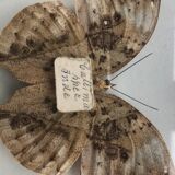 Naturalized butterfly under glass globe