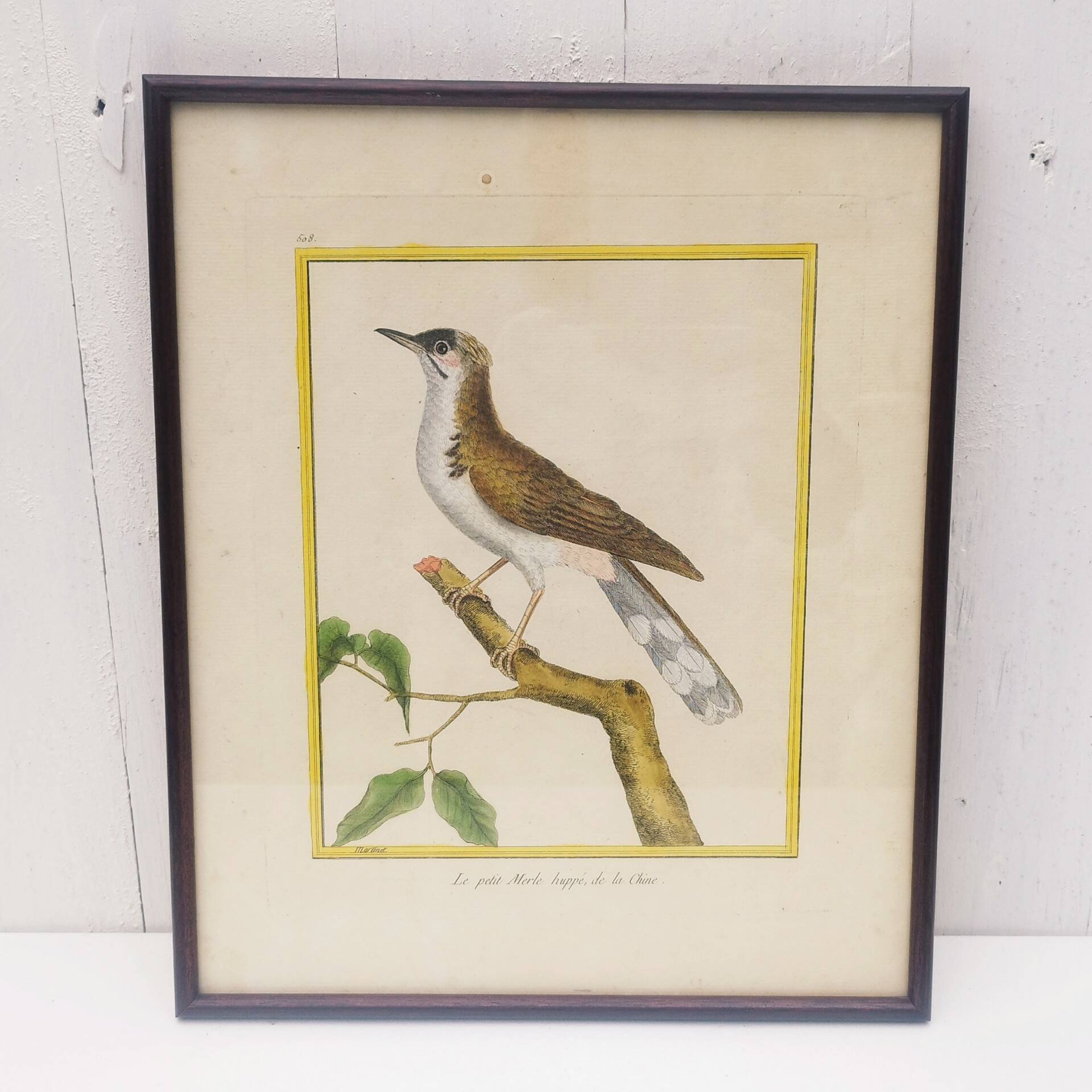 Engraving painting crested blackbird bird 18th century, F. Martinet