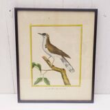 Gravure tableau merle huppé  oiseau  XVIII ème, F. Martinet