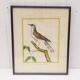 Engraving painting crested blackbird bird 18th century, F. Martinet